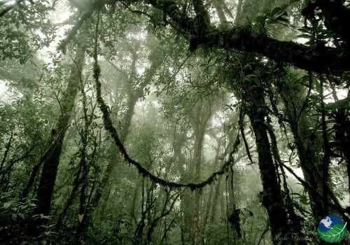 Bosque nuboso de Monteverde