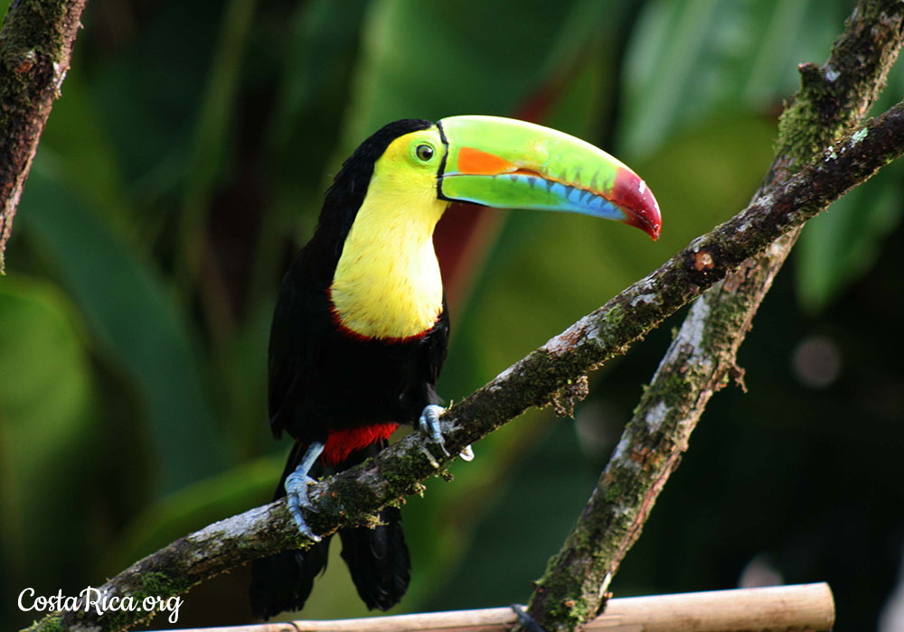 costa-rica-animals-the-most-abundant-and-diverse-wildlife-on-earth