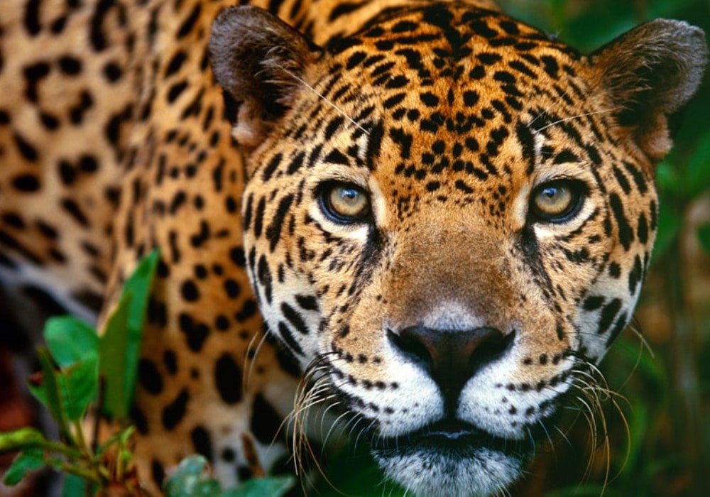 Costa Rica Animals & Wildlife Guide - Explore the Variety!