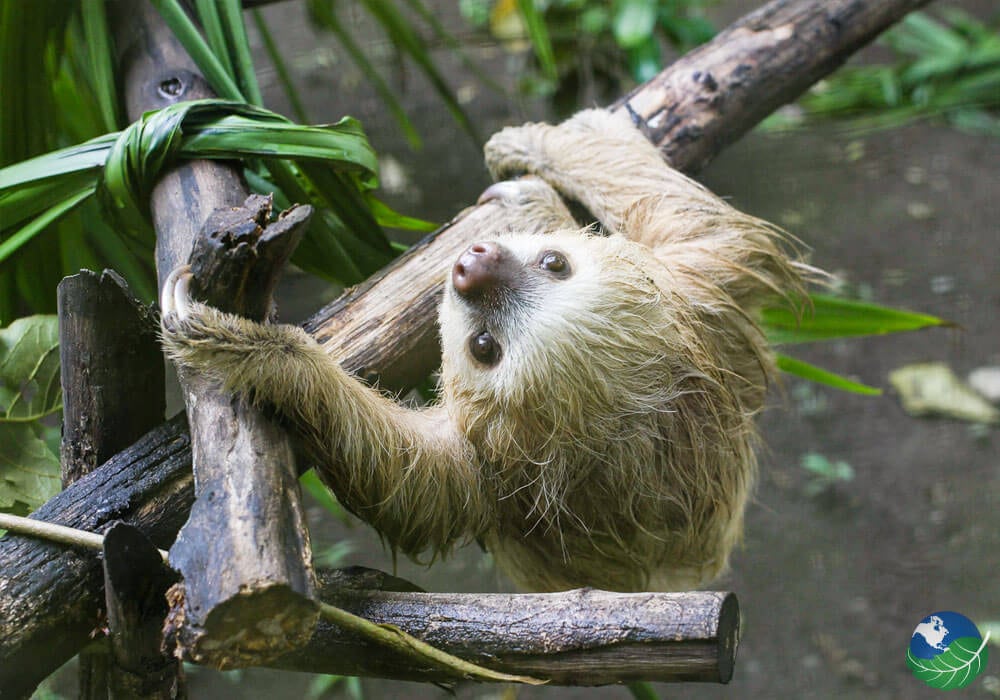 A Day At Cahuitas Sloth Sanctuary In Costa Rica