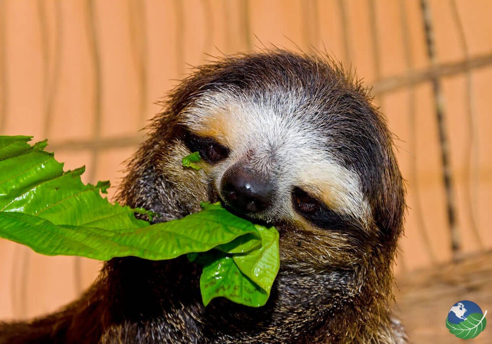 A Day at Cahuita's Sloth Sanctuary in Costa Rica