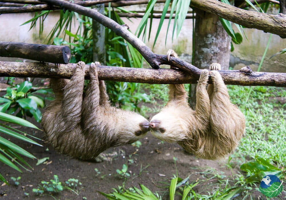 A Day At Cahuitas Sloth Sanctuary In Costa Rica 