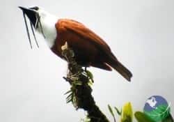 aves de monteverde