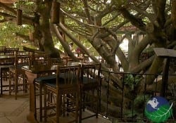 árbol de monteverde restaurante de la casa