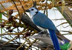costa rica magpie jay
