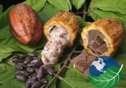 The top 10 things to do in monteverde cocoa beans