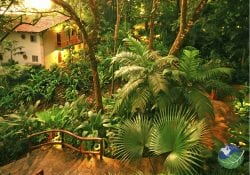 Si Como No Jungle Path