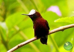 Braulio Carrillo Bird