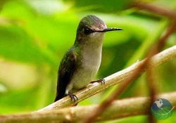 Braulio Carrillo Birdwatching