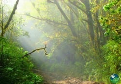 Braulio-Carrillo-Light