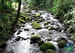 Braulio Carrillo River