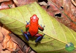 Braulio Carrillo Wildlife