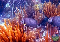 Cahuita Coral Reef Snorkeling Fish