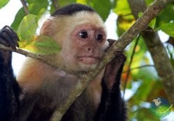 Cahuita National Park Capuchin