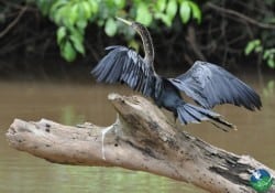 Cano Negro Wildlife Refuge