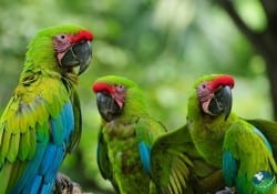 Great green macaw