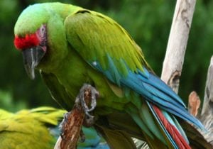 Caribbean Paradise Eco Lodge loro