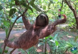 Caribbean-Sloth