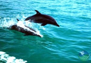 Catamarán Costa Rica delfines