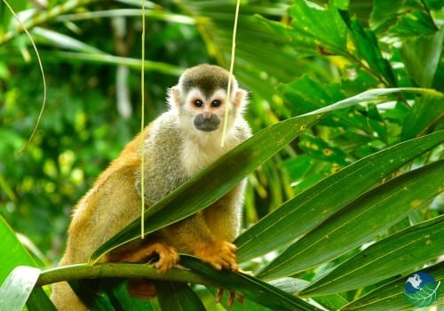 Central-Pacific-Monkey