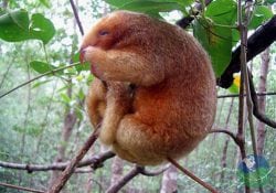 Damas Island Mangrove Nature