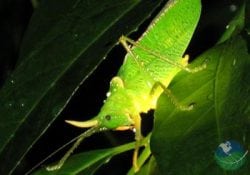 The Bug Lady Night Tour