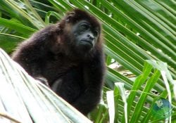 The Gandoca Manzanillo Wildlife Refuge Monkey