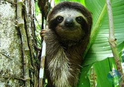 Costa Rica Caribbean Side -sloth