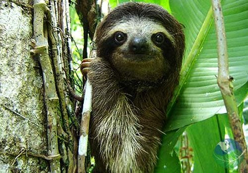 Costa Rica Caribbean Side -sloth