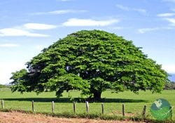 Guanacaste Horseback Riding Guanacaste Tree