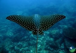 Der Golf von Papagayo