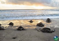 Tortuguero Costa Rica