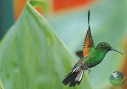 La Paz Waterfall Gardens Humming Bird