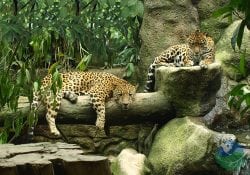 La Paz Waterfall Gardens Tour with Expediciones Tropicales