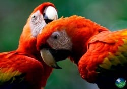 Manuel Antonio Costa Rica Macaws