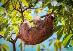 Beaches in Manuel Antonio: Paradise Found in Costa Rica’s Coastal Gem