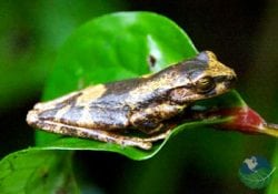 Monteverde Cloudforest Reserve Frog