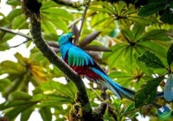 Monteverde-Quetzal