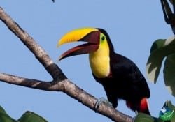 Osa-Peninsula-Tucan