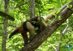 Palo Verde National Park