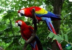 Palo Verde Macaw