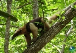 Palo Verde Costa Rica Anteater