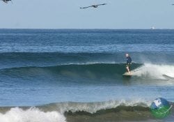Playa Avellanas Bird