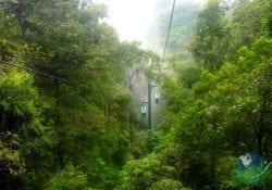 Rainforest Aerial Tram Sky Tram Nature