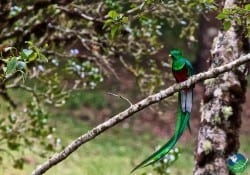 San-Gerardo-De-Dota-Quetzal-Full