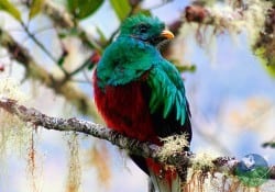 San-Gerardo-De-Dota-Quetzals