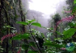 Santa Elena Reserva de viaje por la naturaleza