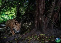 Santa Rosa National jaguar