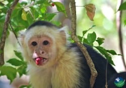 White Faced Monkey