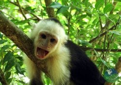 Santa Rosa National Park & Liberia City Tour with Jacamar